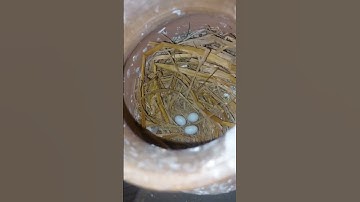 Finch breeding progress video 🥚🐣🐥