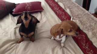 Dachshunds Cry When Told 'I Love You'