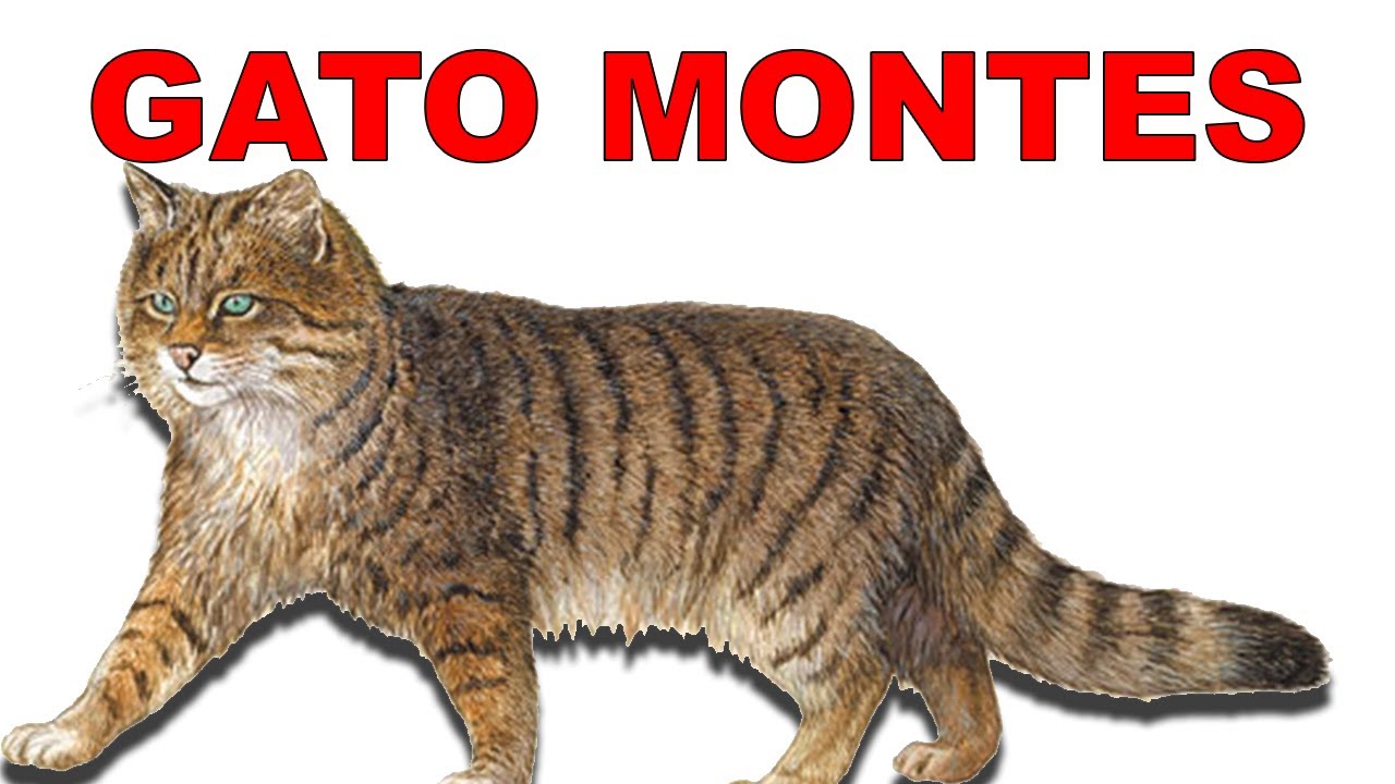 😾 Gato Montes El HERMANO REBELDE