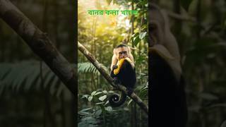 Wild Capuchin Monkey Enjoying its Treat#shorts