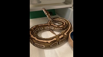 Ball python feeding video, with timelapse!