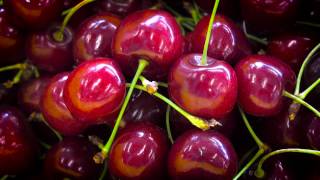 Researchers in summerland, british columbia, are helping cherry
growers take advantage of new markets by developing techniques for
harvesting, processing...