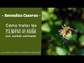 Cómo curar una picadura de araña con carbón activado