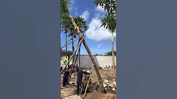 Planting Coconut Palm Tree - Villa Canggu Bali