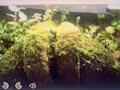 How to Make a Moss Terrarium for dart frogs