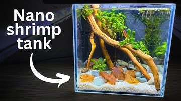Easy Nano Shrimp tank? Step-by-step tutorial for beginners!
