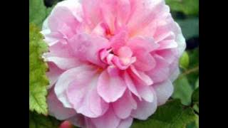 Alto Astral -  A Cor Do Som...