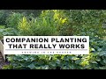 Companion planting that really works growing in the garden