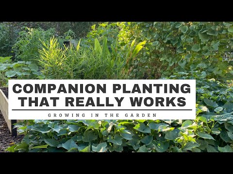 COMPANION PLANTING that REALLY WORKS: Growing in the Garden