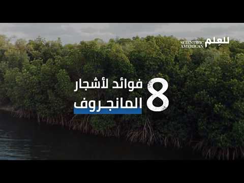 فيديو: ما هي أشجار المانغروف: تعرف على أهمية نباتات المانغروف