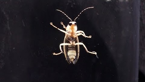 Lightning bug populations bounce back in East Tennessee