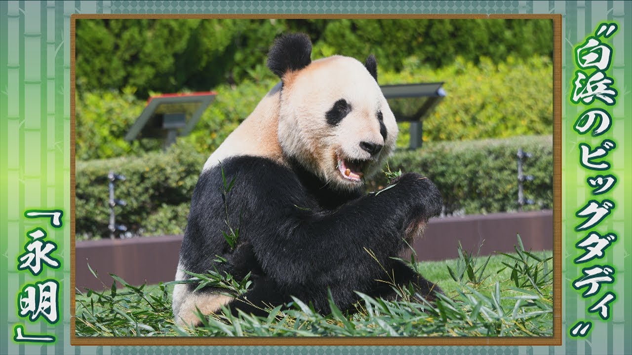 『「永明」ありがとう！いってらっしゃい！』アドベンチャーワールドのパンダたち #2 【BS11】