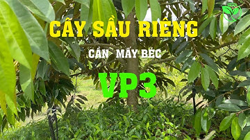 Cần mấy béc tưới VP3 Plus cho cây Sầu Riêng | vnplant