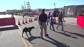 K2 Solutions Canine Security Services at Super Bowl LVI Los Angeles California 2022 Explosive Detect