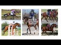 Road to the Retired Racehorse Project| Bionic the broken legged horse