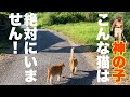 山で妹が行方不明!一緒に探してと必死の形相で老人にすがる兄猫だが…/猫散歩