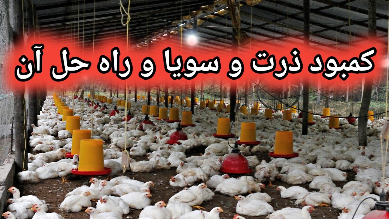 با کمبود ذرت و سویا چه کنیم ؟ جایگزین ذرت و سویا