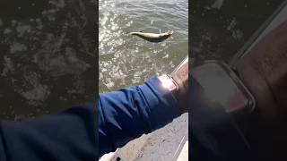 Matrix shad to the face #bassfishing #fish #louisiana #outdoors #saltwaterfishing