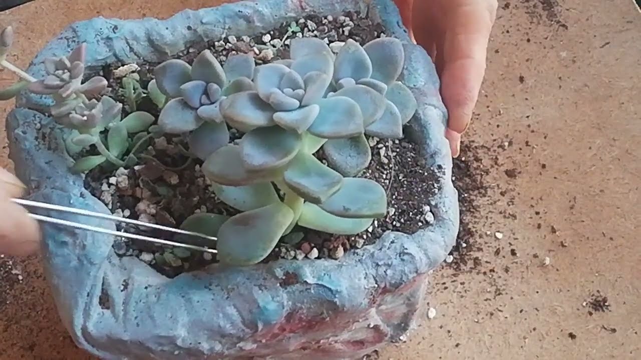 purple delight 🤔🙄 saksı değişimi ve bakımı 🌵