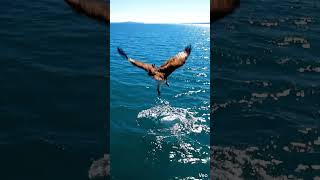 80 MPH Dive! 🦅💥 Osprey Fishing in Real Time!