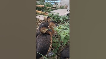 #shorts sukses ternak burung belibis