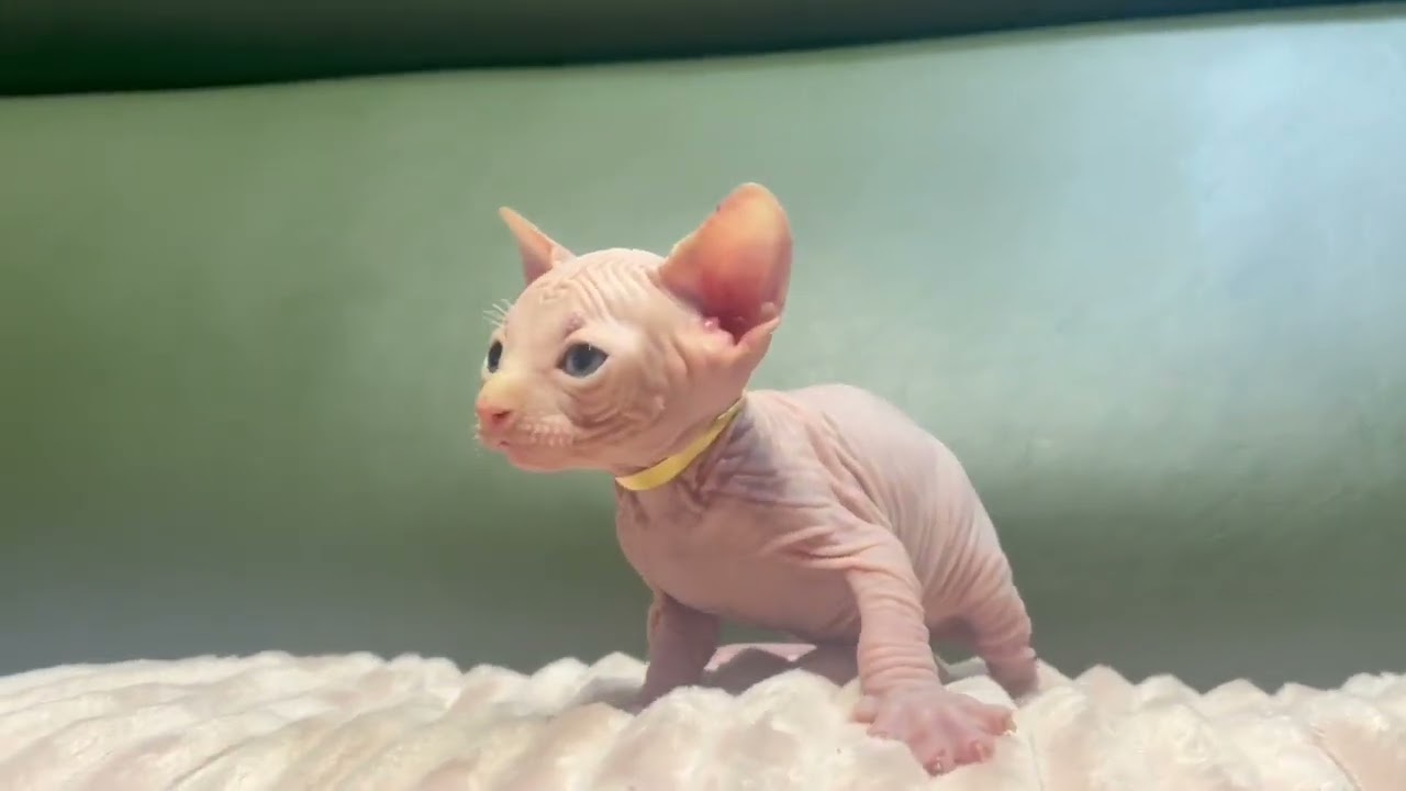 スフィンクス めちゃかわ ヘアレスタイプ Youtube スフィンクス めちゃかわ ヘアレスタイプ Youtube