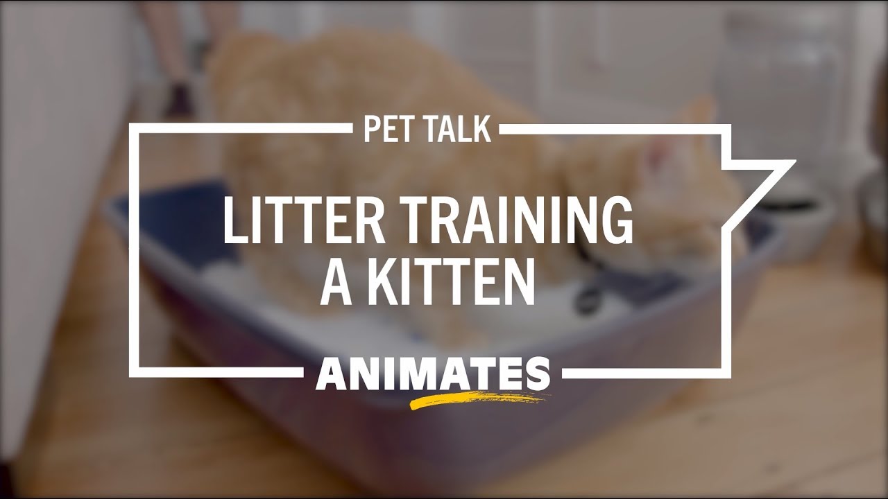 Animates Pet Talk - Kitten Litter Training