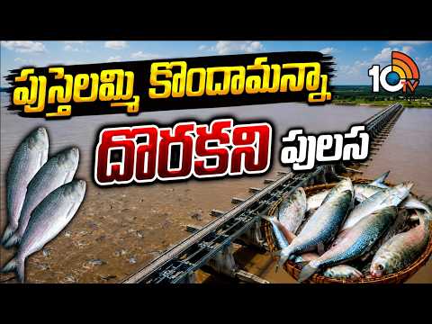 పుస్తెలమ్మి కొందామన్నా దొరకని పులస | godavari pulasa fish | 10tv - 10TVNEWSTELUGU