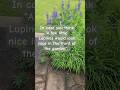 Garden warning PSA 😂  Maybe don't plant lupines...