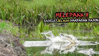 GANASS !! CASTING IKAN GABUS BESAR SANGAT JELAS SAAT MENYANTAP UMPAN KAYU #AS-173