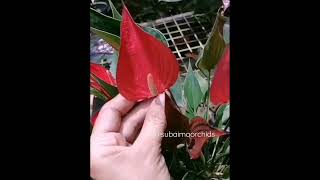 Lovely Million flowers ??anthurium cultivation shorts plants