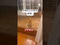 お母さんが来た瞬間態度が変わる柴犬😂　#柴犬　#犬　#面白い　#面白い犬 #犬のいる暮らし