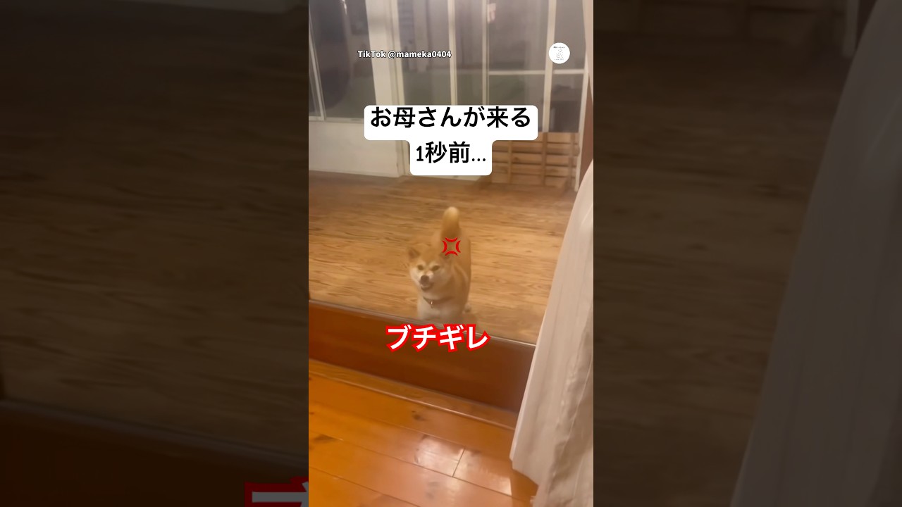 お母さんが来た瞬間態度が変わる柴犬😂　#柴犬　#犬　#面白い　#面白い犬 #犬のいる暮らし