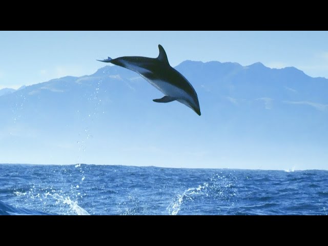 Incredible Dolphin Moments | BBC Earth class=