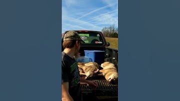 3 Coyotes from last season. #shorts #trapping #coyotes