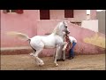 رقص خيول عربية و المعلم راشد خليل ابو مرة