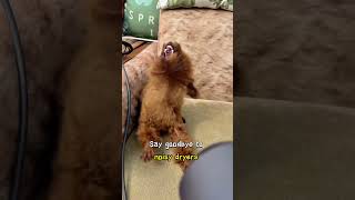 Is This A Pet Microwave? -Dryer