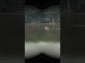 COTW - Dog Runs Away for the High Seas | #skutes on #Twitch