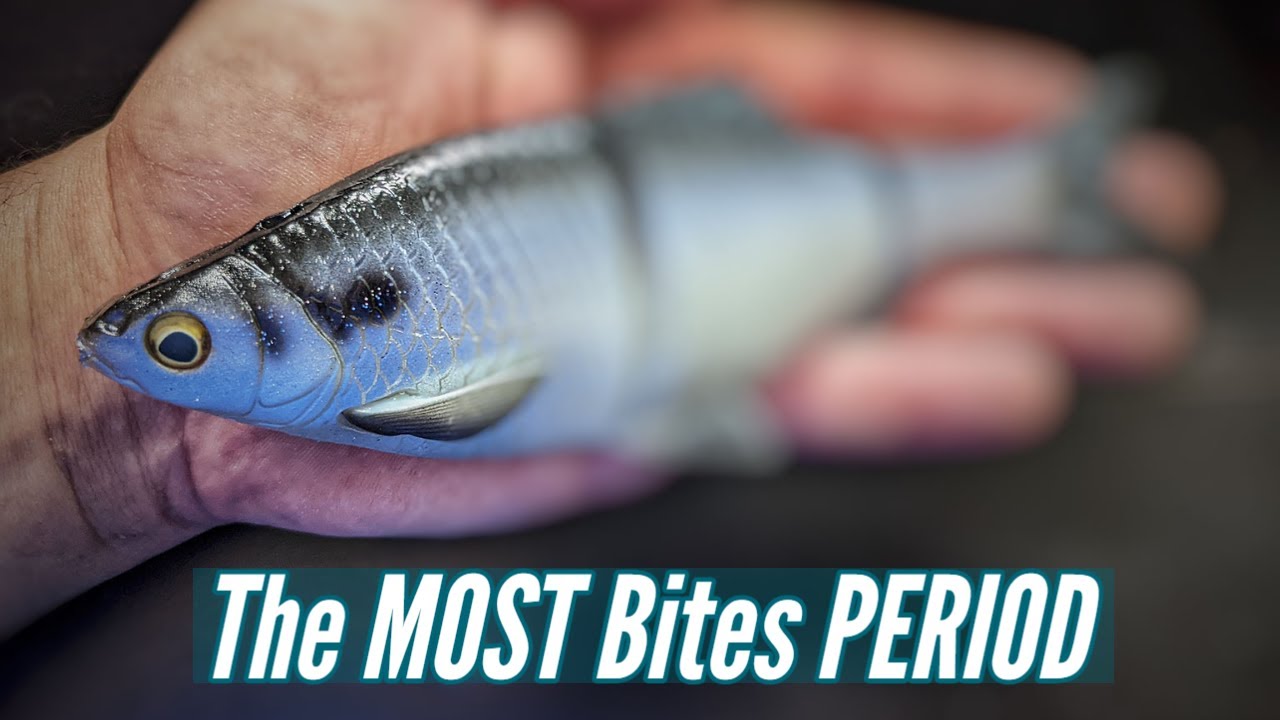 NO other BIG Soft Swimbait gets bit like this!!! BEST Fall Transition Swimbait???