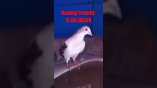 Beamng Crashes: PIJON EDITION #gaming #beamng #crash #car #pigeon