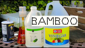 Co je rostlina Lucky Bamboo?