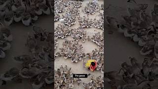 The Geese Show #satisfying #shot