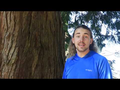 ymca-camp-activity:-learn-how-to-identify-pacific-northwest-trees