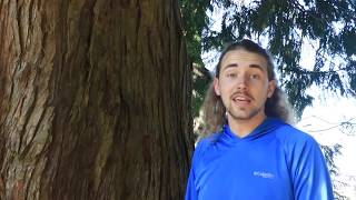 YMCA Camp Activity: Learn how to identify Pacific Northwest Trees
