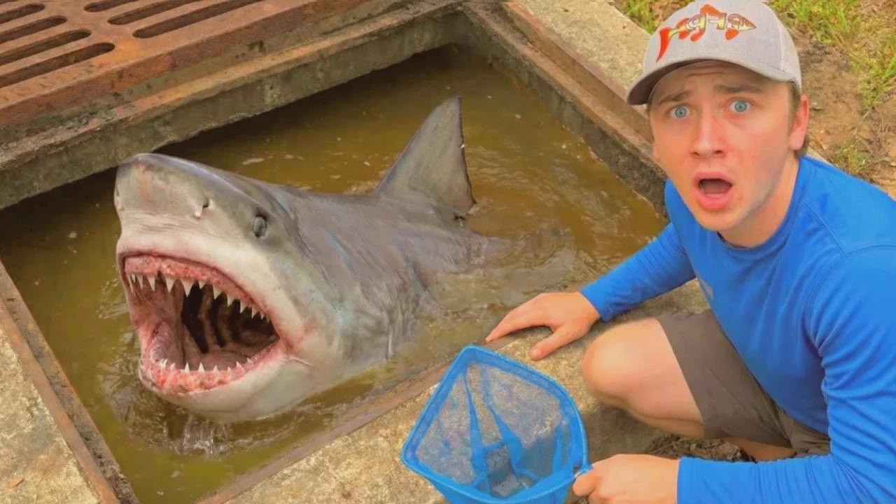 Encontré tiburones en el drenaje!