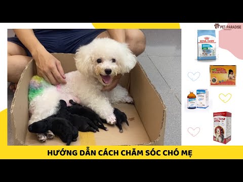 Video: Làm thế nào để lai tạo một con vẹt đuôi dài