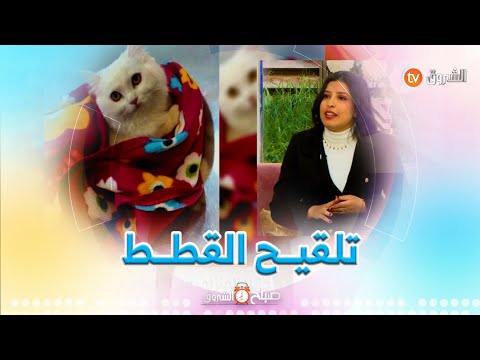 تلقيح القطط في الشهر المناسب وأضرار الإغفال عن ذلك على هذا الحيوان توض حه الطبيبة البيطرية