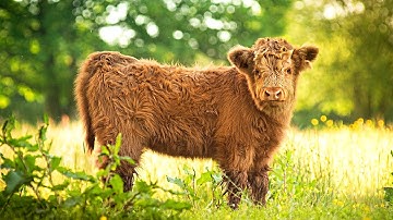 🐮 Cute Baby Highland Cows with Relaxing Piano Music & Nature Sounds 🐄 Beautiful Calves Stress Relief