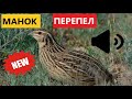 🔊 ЗВУК ПЕРЕПЕЛ (БЕДАНА САЙРАШИ)