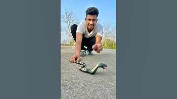 CALANDIS® Remote Control Rattlesnake Model Snake